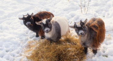 Jak chovat kozy v zimě uvnitř bez topení